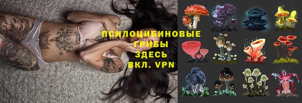 стаф Аркадак